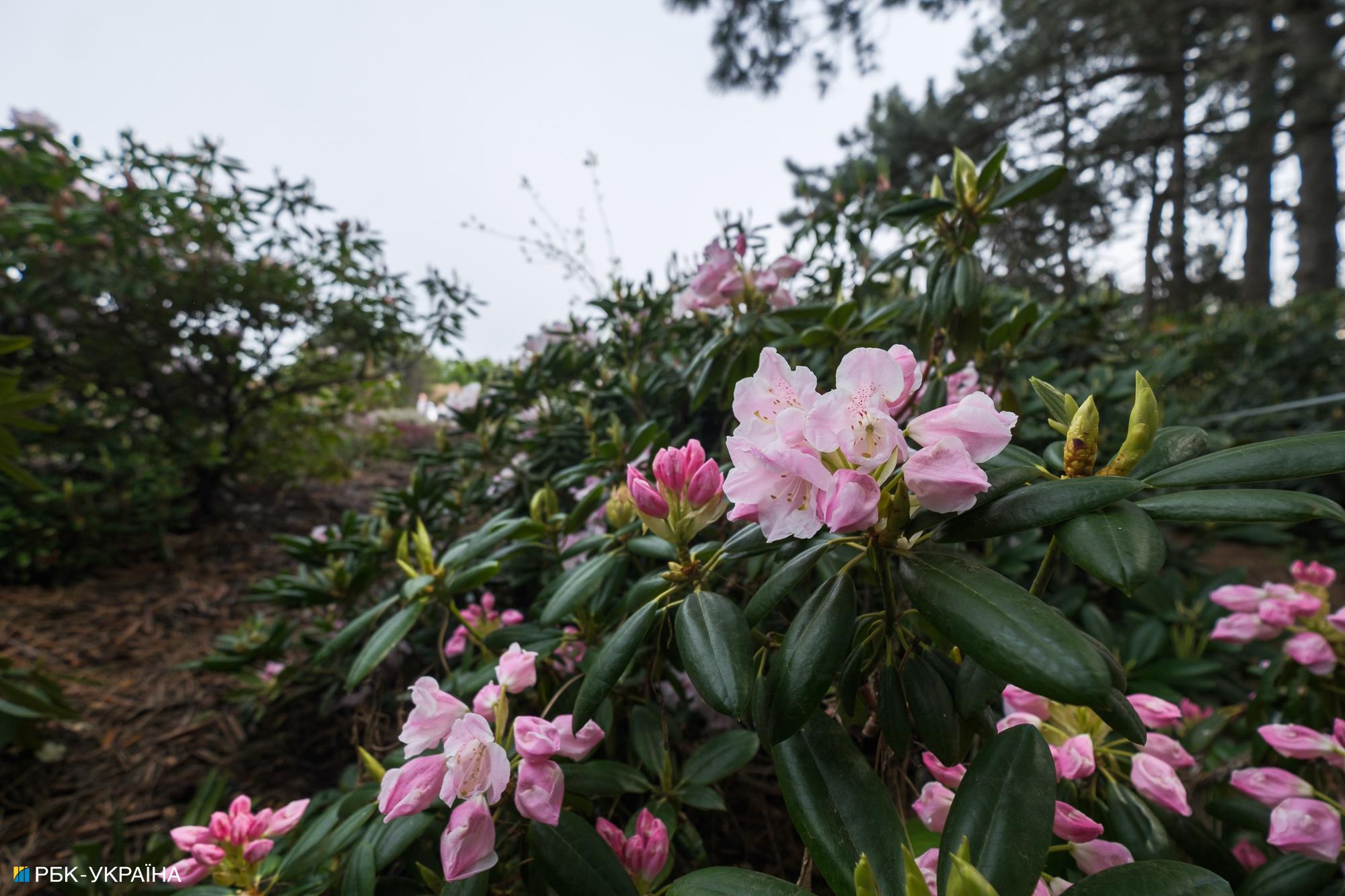 Бузок старіє, а кедр стане новим символом Києва, - Микола Шумик, Ботсад ім. Гришка